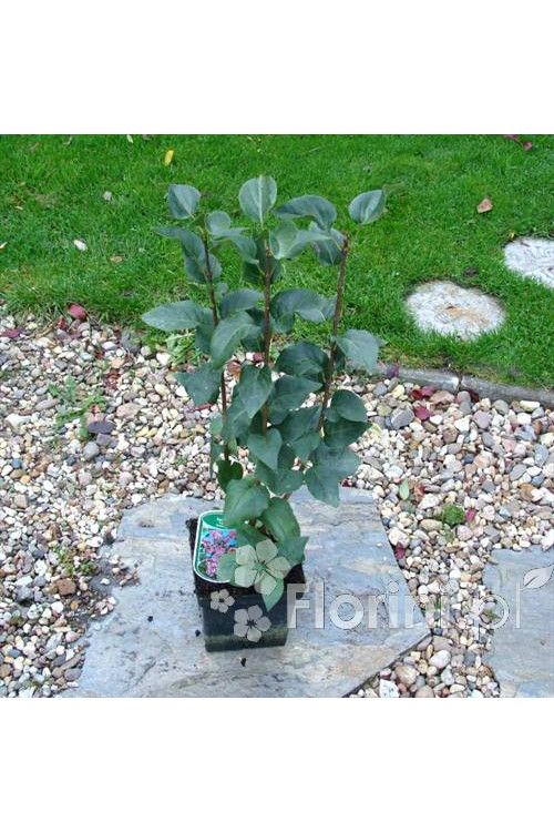 Lilak pospolity 'Sensation' Syringa vulgaris