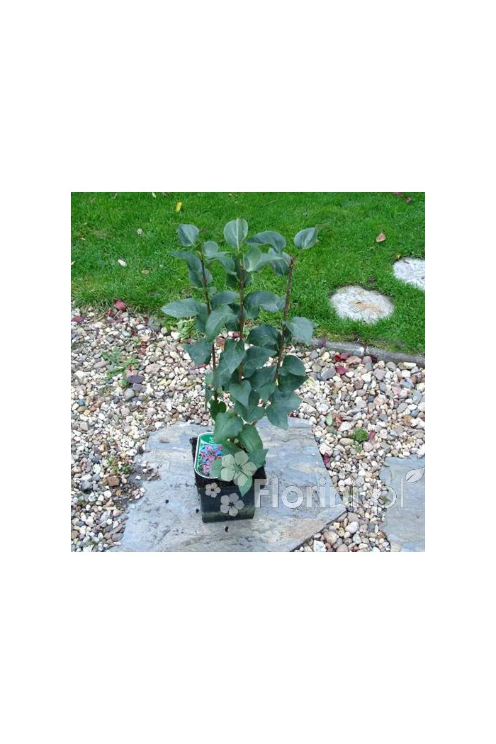 Lilak pospolity 'Sensation' Syringa vulgaris