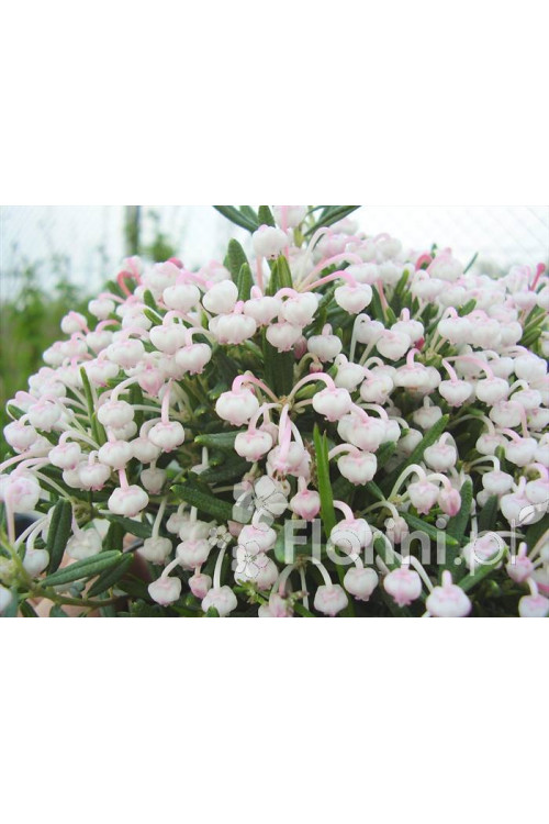 Modrzewnica pospolita 'Blue Ice' | Andromeda polifolia