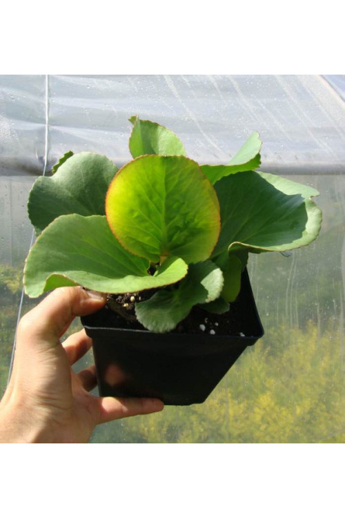 Bergenia sercolistna | Bergenia cordifolia