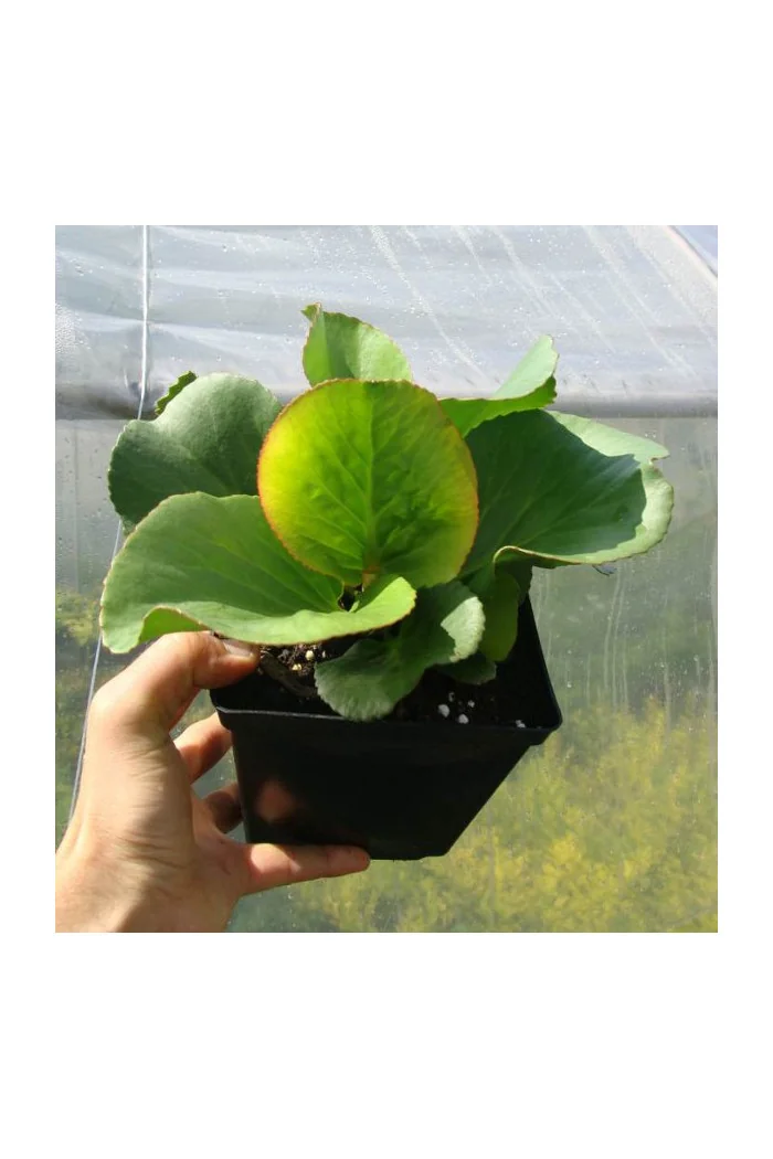 Bergenia sercolistna | Bergenia cordifolia
