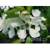 Obiela mieszańcowa 'The Bride' Exochorda macrantha
