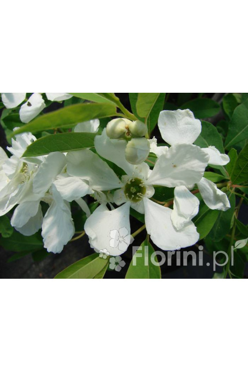 Obiela mieszańcowa 'The Bride' Exochorda macrantha