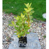 Orszelina olcholistna 'Pink Spire' | Clethra alnifolia