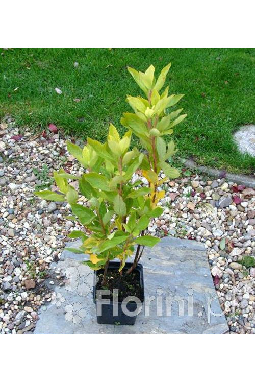 Orszelina olcholistna 'Pink Spire' | Clethra alnifolia