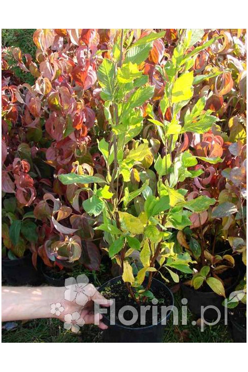 Orszelina olcholistna Clethra alnifolia