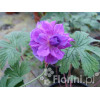Bodziszek himalajski 'Plenum' Geranium himalayense