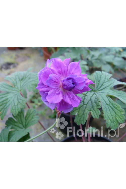 Bodziszek himalajski 'Plenum' Geranium himalayense