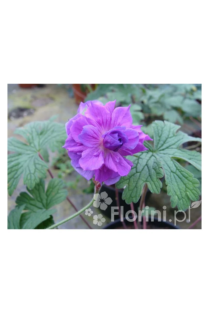 Bodziszek himalajski 'Plenum' Geranium himalayense