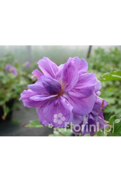 Bodziszek himalajski 'Plenum' Geranium himalayense