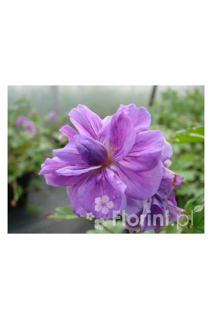 Bodziszek himalajski 'Plenum' Geranium himalayense