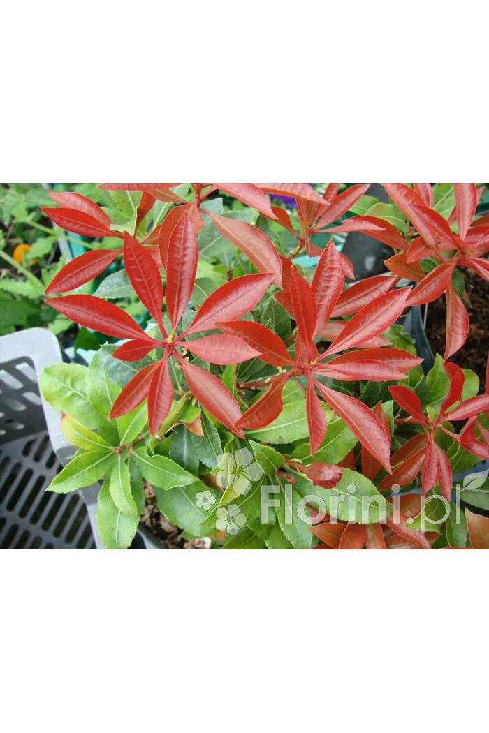 Pieris japoński 'Mountain Fire' | Pieris japonica