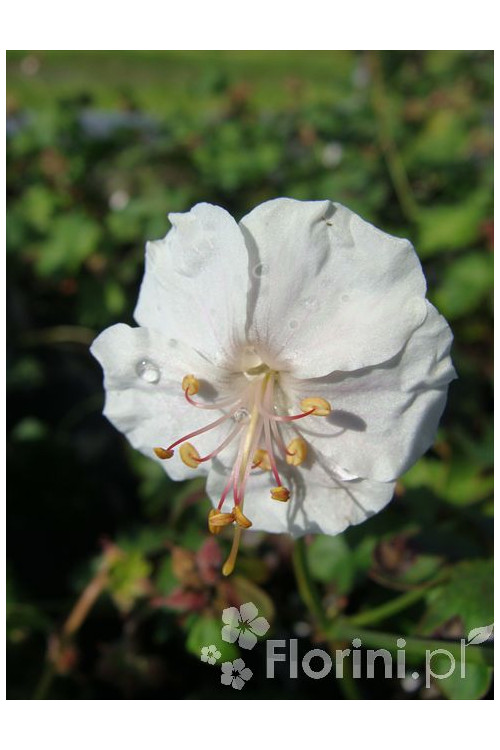 Bodziszek kantabryjski 'St. Ola' | Geranium cantabrigense