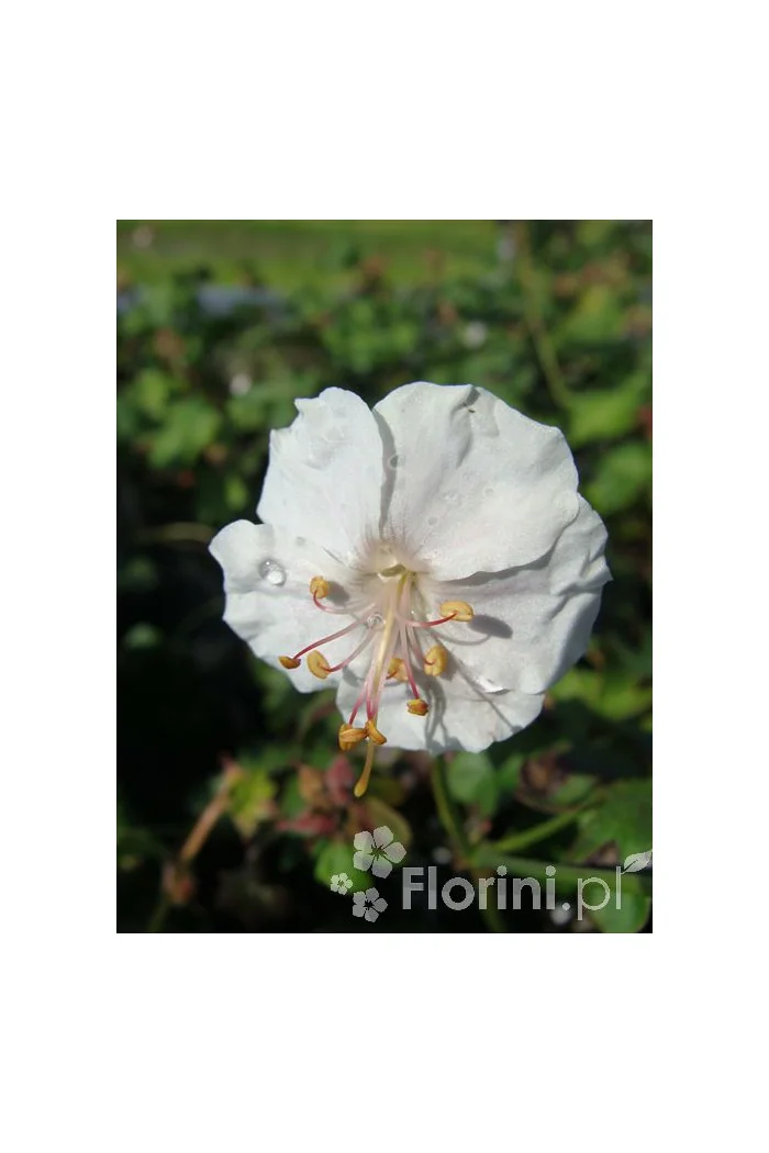 Bodziszek kantabryjski 'St. Ola' | Geranium cantabrigense