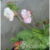Bodziszek kantabryjski 'St. Ola' | Geranium cantabrigense