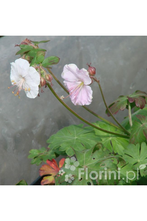 Bodziszek kantabryjski 'St. Ola' | Geranium cantabrigense