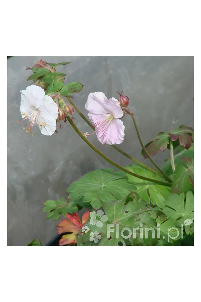 Bodziszek kantabryjski 'St. Ola' | Geranium cantabrigense