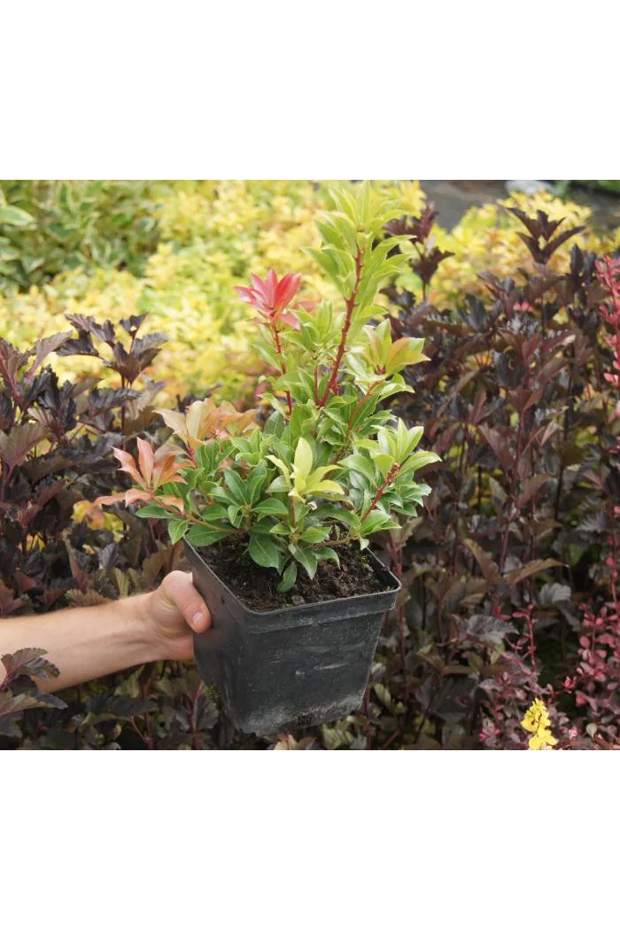 Pieris japoński 'Mountain Fire' | Pieris japonica