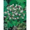 Bodziszek korzeniasty 'White Ness' Geranium macrorrhizum