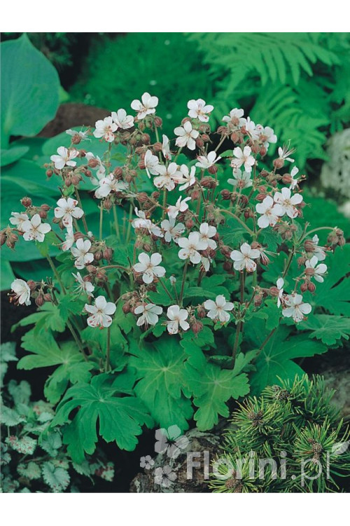 Bodziszek korzeniasty 'White Ness' Geranium macrorrhizum