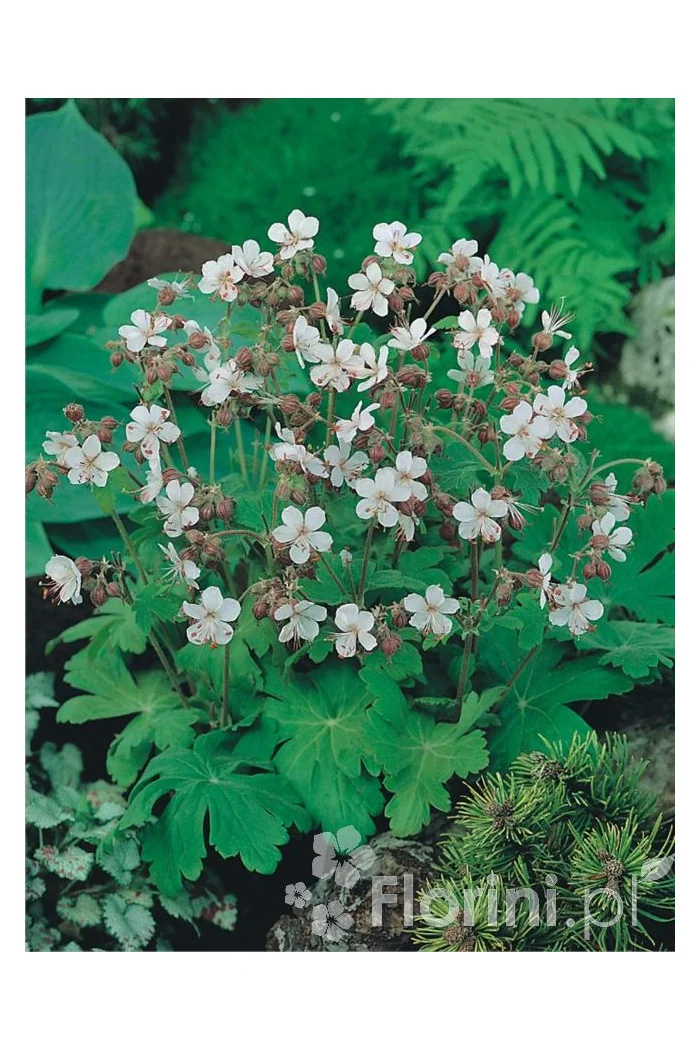 Bodziszek korzeniasty 'White Ness' Geranium macrorrhizum