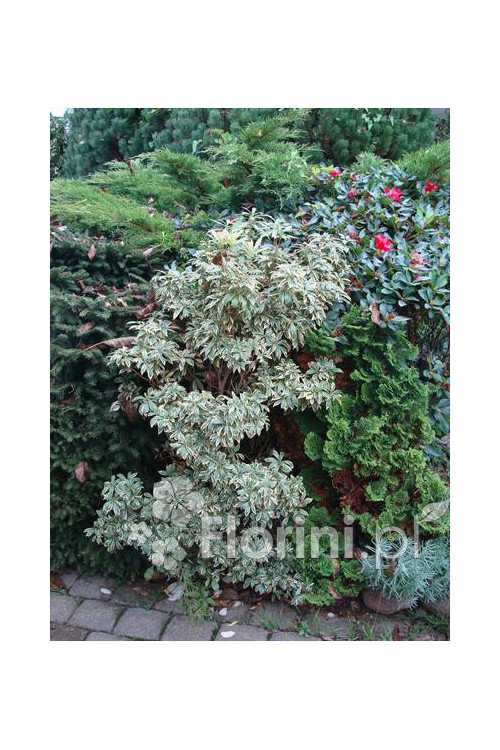 Pieris japoński 'Little Heath' Pieris japonica