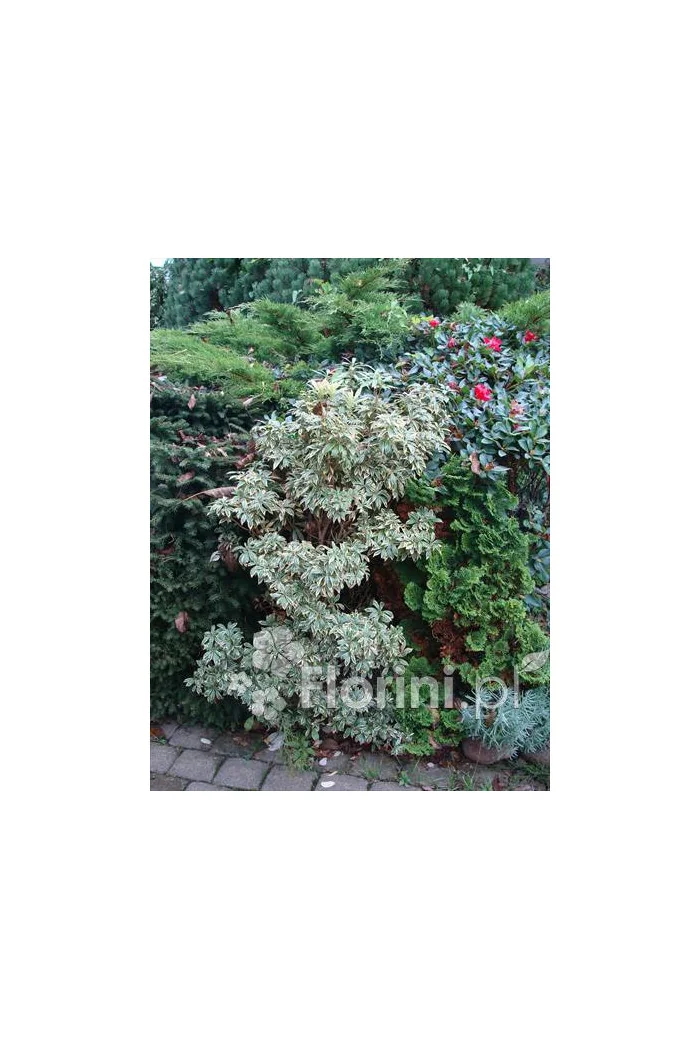 Pieris japoński 'Little Heath' Pieris japonica