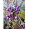 Pięknotka bodinera 'Profusion' | Callicarpa bodinieri
