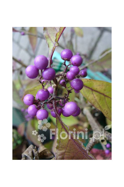 Pięknotka bodinera 'Profusion' | Callicarpa bodinieri
