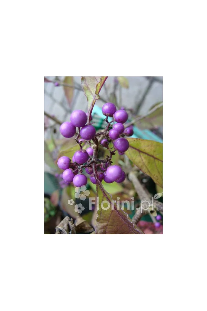 Pięknotka bodinera 'Profusion' | Callicarpa bodinieri