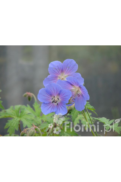 Bodziszek wspaniały | Geranium x magnificum