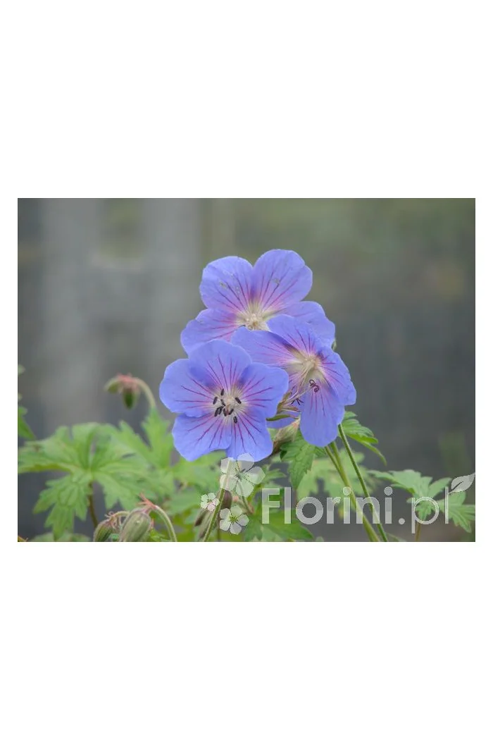 Bodziszek wspaniały | Geranium x magnificum