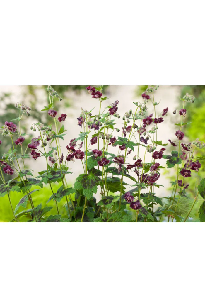 Bodziszek żałobny 'Samobor' | Geranium phaeum