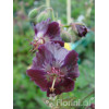 Bodziszek żałobny 'Samobor' | Geranium phaeum