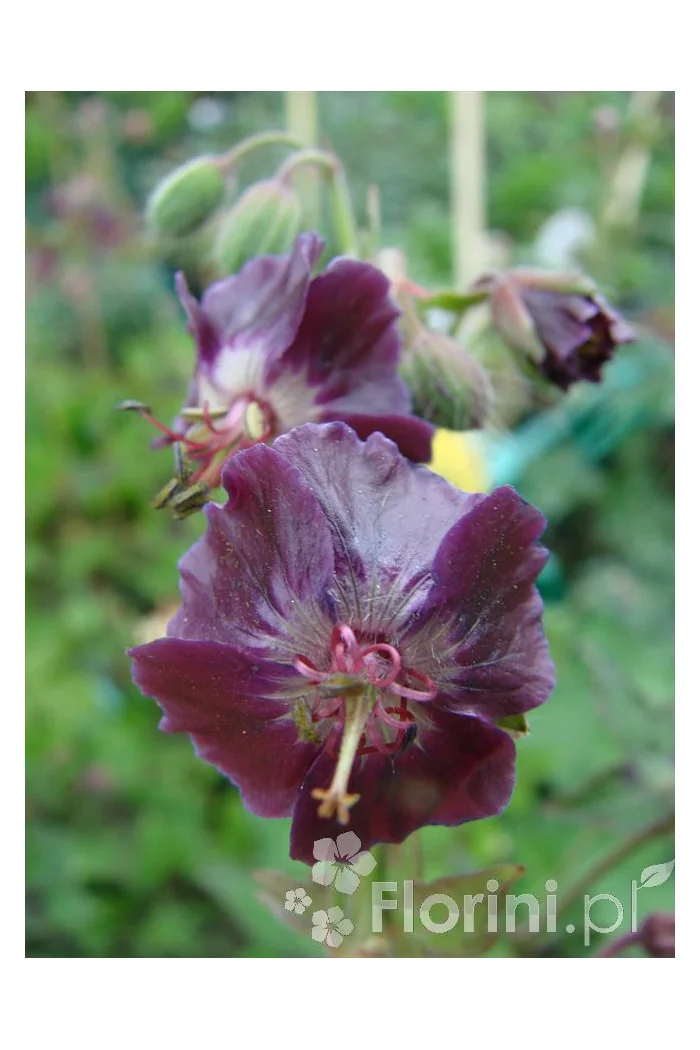 Bodziszek żałobny 'Samobor' | Geranium phaeum