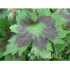 Bodziszek żałobny 'Samobor' | Geranium phaeum