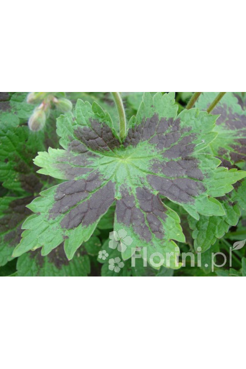 Bodziszek żałobny 'Samobor' | Geranium phaeum