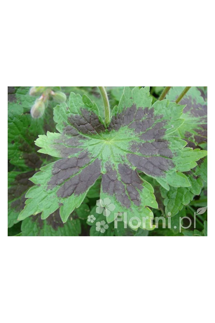 Bodziszek żałobny 'Samobor' | Geranium phaeum