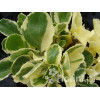 Chiastofil naprzeciwlistny 'Variegta' Chiastophyllum oppositifolium