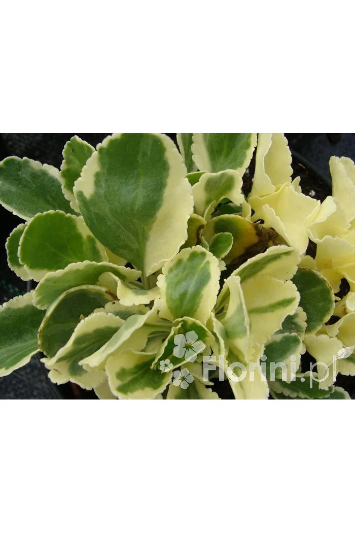 Chiastofil naprzeciwlistny 'Variegta' Chiastophyllum oppositifolium