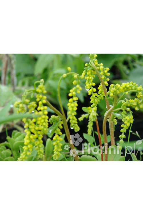 Chiastofil naprzeciwlistny 'Variegta' Chiastophyllum oppositifolium