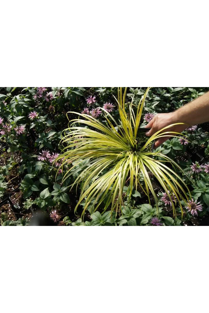 Tatarak trawiasty 'Variegatus' | Acorus gramineus