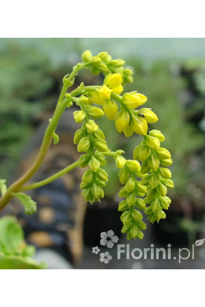 Chiastofil naprzeciwlistny Chiastophyllum oppositifolium