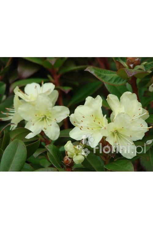 Różanecznik 'Princess Anne' | Rhododendron