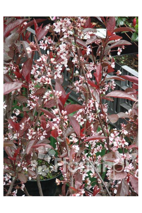 Śliwa dziecięca Prunus cistena