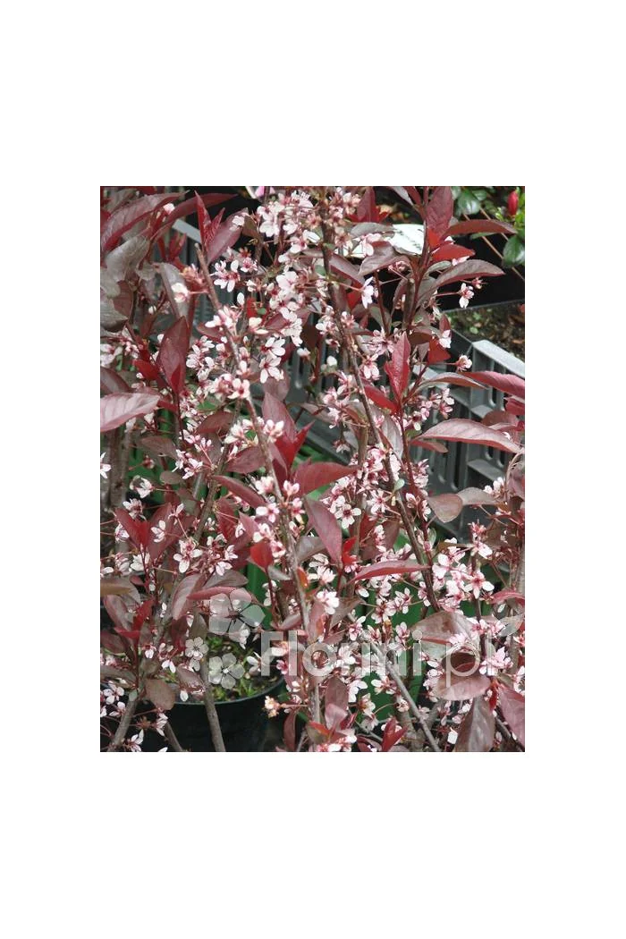 Śliwa dziecięca Prunus cistena