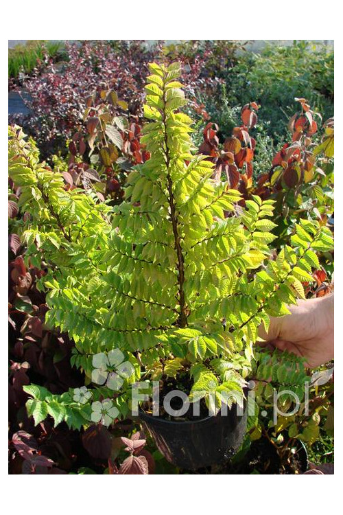 wiąz, wiąz holenderski,ulmus, ulmus hollandica