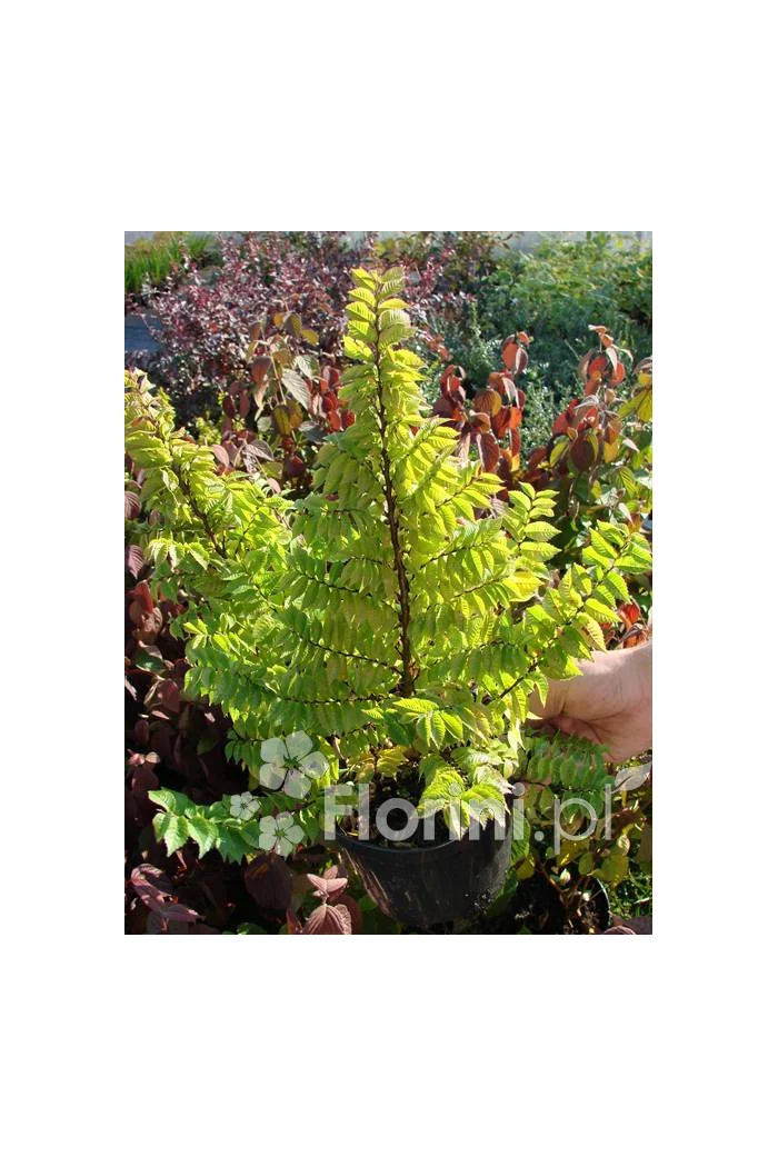 wiąz, wiąz holenderski,ulmus, ulmus hollandica