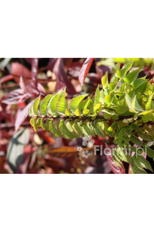 wiąz, wiąz holenderski,ulmus, ulmus hollandica