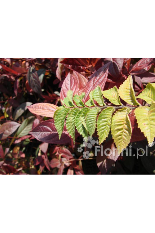 wiąz, wiąz holenderski,ulmus, ulmus hollandica